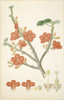 Brachychiton Paradoxus  Red-Flowered Kurrajong Poster Print By Mary Evans / Natural History Museum - Item # VARMEL10709173