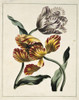 Tulipa Sp  Various Tulips Poster Print By Mary Evans / Natural History Museum - Item # VARMEL10712381