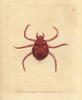 Autumnal Acarus Or Harvest-Bug  Acarus Autumnalis Poster Print By ® Florilegius / Mary Evans - Item # VARMEL10940864