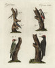 Woodpeckers  Treecreeper And Nuthatch Poster Print By ® Florilegius / Mary Evans - Item # VARMEL10934732