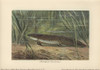 Ceratodus Latissimus  Extinct Sarcopterygiianà Poster Print By ® Florilegius / Mary Evans - Item # VARMEL10937700