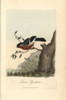 Bulfinch  Eurasian Bullfinch  Loxia Pyrrhulaà Poster Print By ® Florilegius / Mary Evans - Item # VARMEL10937359