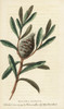 Old Man Banksia  Banksia Serrata Poster Print By ® Florilegius / Mary Evans - Item # VARMEL10937783