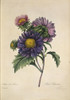 Callistephus Chinensis  China Aster Poster Print By Mary Evans / Natural History Museum - Item # VARMEL10704928
