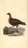 Red Grouse  Lagopus Scotica Poster Print By ® Florilegius / Mary Evans - Item # VARMEL10936333