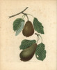 Pear Varieties  Pyrus Communis Poster Print By ® Florilegius / Mary Evans - Item # VARMEL10935707