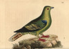 Madagascar Green Pigeon  Treron Australis Poster Print By ® Florilegius / Mary Evans - Item # VARMEL10940733