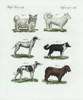 Breeds Of Dogs Poster Print By ® Florilegius / Mary Evans - Item # VARMEL10934772 Breeds Of Dogs Poster Print By ® Florilegius / Mary Evans - Item # VARMEL10934772