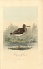 Jack Snipe  Lymnocryptes Minimus Poster Print By ® Florilegius / Mary Evans - Item # VARMEL10937420
