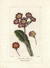 Oxlip  Primula Elatior Poster Print By ® Florilegius / Mary Evans - Item # VARMEL10934609