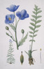 Meconopsis Napaulensis  Blue Poppy Poster Print By Mary Evans / Natural History Museum - Item # VARMEL10711237