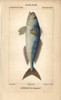 Greater Amberjack  Seriola Dumerili Poster Print By ® Florilegius / Mary Evans - Item # VARMEL10938424