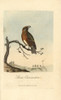 Common Crossbill  Loxia Curvirostra Poster Print By ® Florilegius / Mary Evans - Item # VARMEL10937358