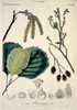 Alnus Glutinosa Dcxxxi  Alder Poster Print By Mary Evans / Natural History Museum - Item # VARMEL10704288