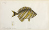 Fish Illustration Poster Print By Mary Evans / Natural History Museum - Item # VARMEL10716289