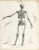 Human Skeleton From The Back Poster Print By ® Florilegius / Mary Evans - Item # VARMEL10935387