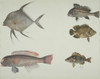 Ls Plate 114 From The John Reeves Collection Poster Print By Mary Evans / Natural History Museum - Item # VARMEL10707390