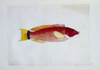 Pseudolabrus Miles  Scarlet Wrasse Poster Print By Mary Evans / Natural History Museum - Item # VARMEL10706807