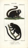 Buffy-Tufted Marmoset  Callithrix AuritaÀ Poster Print By ® Florilegius / Mary Evans - Item # VARMEL10939021