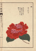 Crimson Camellia  Susukage  Thea Japonica Noisà Poster Print By ® Florilegius / Mary Evans - Item # VARMEL10938654