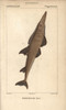 Guitarfish  Shovelnose  Rhinobatos Typus Poster Print By ® Florilegius / Mary Evans - Item # VARMEL10938382