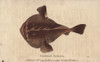 Common Angler Fish  Lophius Piscatorius Poster Print By ® Florilegius / Mary Evans - Item # VARMEL10941055