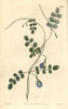 Hooded-Flowered Clitoria  Clitoria Heterophylla Poster Print By ® Florilegius / Mary Evans - Item # VARMEL10935990