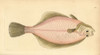 European Flounder  Platichthys Flesus Poster Print By ® Florilegius / Mary Evans - Item # VARMEL10940362