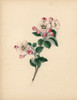 Apple Blossom  Pyrus Malus Poster Print By ® Florilegius / Mary Evans - Item # VARMEL10934565