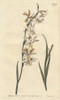 Nodding-Flowered Ixia With White  Orange Andà Poster Print By ® Florilegius / Mary Evans - Item # VARMEL10935095