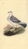 Turbit Pigeon  Columba Livia Domestica Var Turbita Poster Print By ® Florilegius / Mary Evans - Item # VARMEL10936356