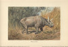 Dinocerata  Extinct Herbivorous  Rhinoceros-Likeà Poster Print By ® Florilegius / Mary Evans - Item # VARMEL10937768