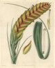Needleleaf Airplant  Tillandsia Setacea Poster Print By ® Florilegius / Mary Evans - Item # VARMEL10935011