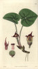 Asarum Canadense  Canadian Asarabaca Or Wild Ginger Poster Print By ® Florilegius / Mary Evans - Item # VARMEL10934917