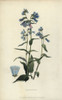 Daurian Lungwort  Mertensia Davurica Poster Print By ® Florilegius / Mary Evans - Item # VARMEL10936777