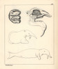Skull  Tooth And Fanciful Illustration Of Aà Poster Print By ® Florilegius / Mary Evans - Item # VARMEL10941134