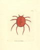 Red Water Spider Or Scarlet Hydrachna  Hydrachna Coccinea Poster Print By ® Florilegius / Mary Evans - Item # VARMEL10940616