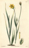Long-Stalked Sisyrinchium  Solenomelus Pedunculatusà Poster Print By ® Florilegius / Mary Evans - Item # VARMEL10934938