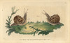 Garden Snail  Helix Aspersa Poster Print By ® Florilegius / Mary Evans - Item # VARMEL10940851