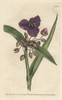 Virginian Tradescantia  Tradescantia Virginiana Poster Print By ® Florilegius / Mary Evans - Item # VARMEL10934817