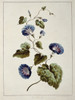 Folio 9 From A Collection Of Flowers By John Edwards Poster Print By Mary Evans / Natural History Museum - Item # VARMEL10712355