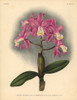 Harrisoniae Variety Of Cattleya Loddigesi  Lindl  Orchid Poster Print By ® Florilegius / Mary Evans - Item # VARMEL10939368