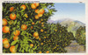 Oranges Growing  Southern California  Usa Poster Print By Mary Evans / Pharcide - Item # VARMEL11046116