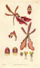 Scarlet Renanthera Orchid  Renanthera Coccinea Poster Print By ® Florilegius / Mary Evans - Item # VARMEL10934956
