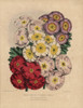 Single Varieties Of Chinese Primula: Scarletà Poster Print By ® Florilegius / Mary Evans - Item # VARMEL10936796