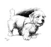 Illustration Of A Sealyham Terrier By Cecil Aldin Poster Print By Mary Evans Picture Library - Item # VARMEL10957470