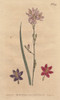 Flexuose Ixia With Examples Of Color Varieties:À Poster Print By ® Florilegius / Mary Evans - Item # VARMEL10935101