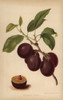 Wyedale Plum Cultivar  Prunus Domestica Poster Print By ® Florilegius / Mary Evans - Item # VARMEL10936672