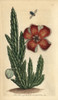 Fetid Stapelia Or Carrion Flower  Stapelia Hirsuta Poster Print By ® Florilegius / Mary Evans - Item # VARMEL10940877