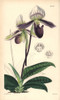Bearded Ladies' Slipper Orchid  Cypripedium Barbatum Poster Print By ® Florilegius / Mary Evans - Item # VARMEL10935048